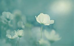 Christmas Style Adorable Elk-Shape Earrings5